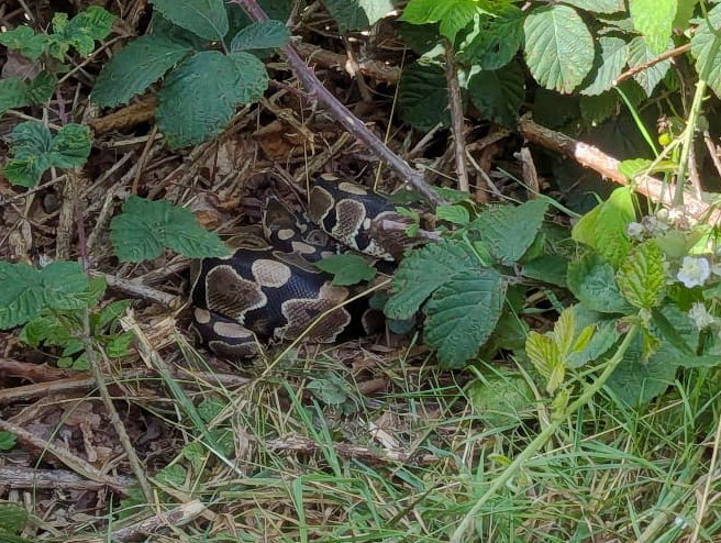 Family Discovers Python During Blackberry-Picking Stroll In Birmingham Park
