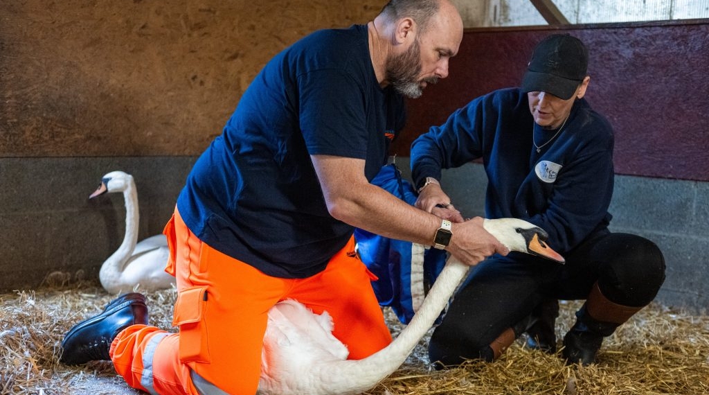 Railway Workers Receive Training To Safely Remove Swans From Tracks
