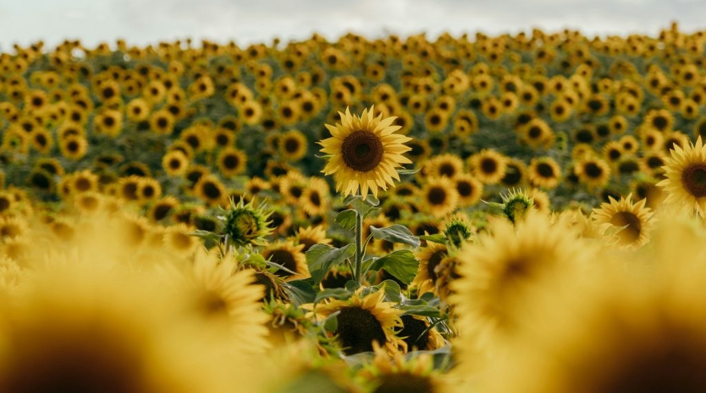 Sunflowers ‘Dance’ To Optimize Sunlight Exposure In Collective Growth Strategy‌
‌