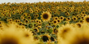 Sunflowers ‘Dance’ To Optimize Sunlight Exposure In Collective Growth Strategy‌
‌