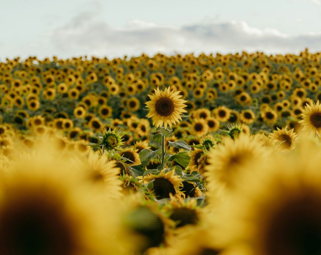 Study Reveals Sunflowers Coordinate Growth Movements