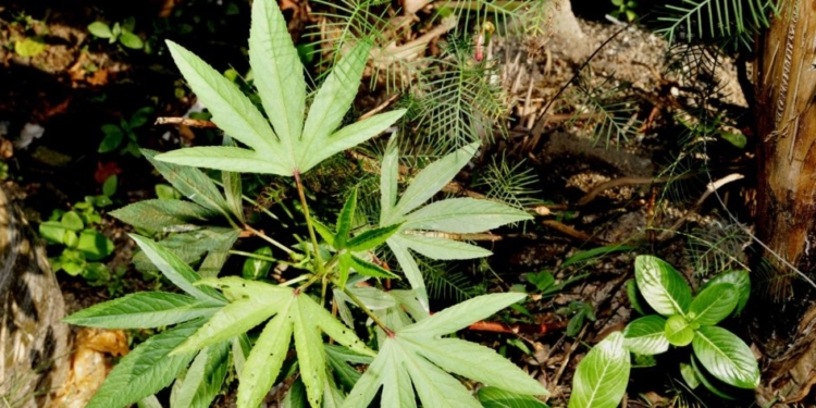 Weed Lobby Ramps Up Spending Ahead Of Major Legislation While Studies Show Drug Could Cause Major Health Problems