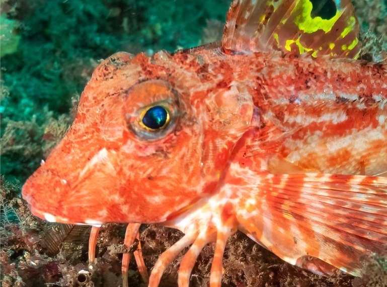 Fish With Legs Uses Them To ‘taste’ Seabed For Prey, New Research Reveals
