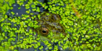 Mankai Duckweed Shows Promise In Lowering Blood Sugar Levels For Type 2 Diabetes‌