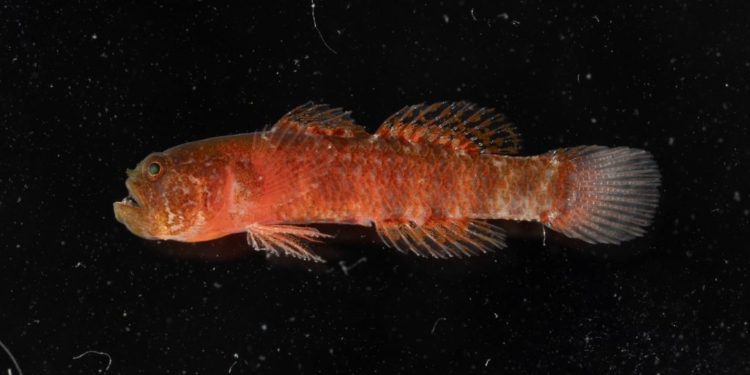 New ‘Grumpy Dwarfgoby’ Species Discovered In Red Sea Coral Reefs‌
‌