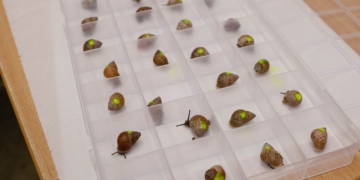 Rare Partula Snails Bred At Edinburgh Zoo Set For Release In French Polynesia‌
‌