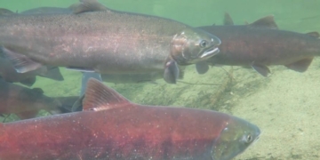 JOHN STOSSEL: A Dam Good Argument