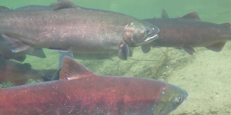 JOHN STOSSEL: A Dam Good Argument