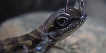 Scuba-Diving Lizards Use Bubbles To Escape Predators In Costa Rica‌
‌
