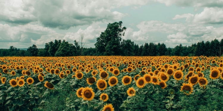 Sunflowers’ Dance Moves Inspire Collective Growth Strategy, Reveals Study
‌