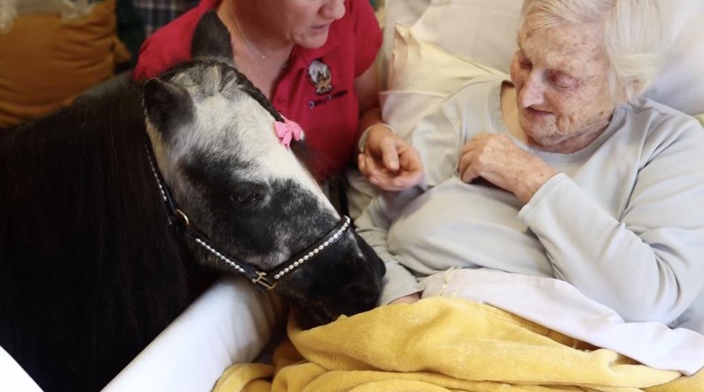 Therapeutic Mini Ponies Bring Joy To Hospitals And Care Homes‌
‌