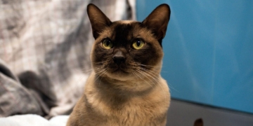 Three-legged Cat Finds New Home After Remarkable Recovery