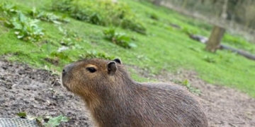 UK Zoo On High Alert As World’s Largest Rodent Escapes: Public Warned Against Approaching Capybara‌
‌