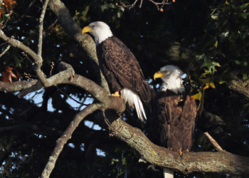 Bill to Make Bald Eagle National Bird Makes Way to Biden For Approval 