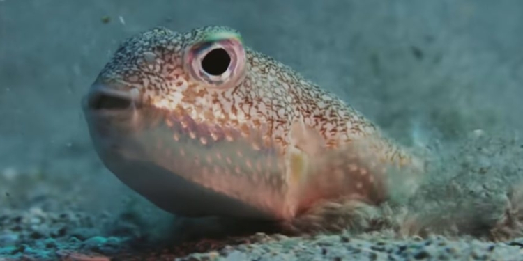 BONNER COHEN: Study: Marine Life In Oceans Has A Cooling Effect On Climate