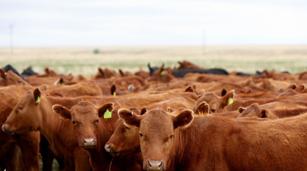 Beef Prices Climb As Egg Costs Set to Surge Over 40%