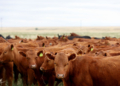 Beef Prices Climb As Egg Costs Set to Surge Over 40%