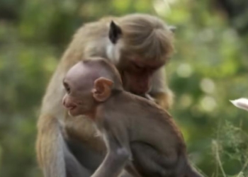 Ex-NIH Director Concealed Problems With ‘Pointless’ Baby Monkey Abuse Studies, Kept Funding Them Anyway