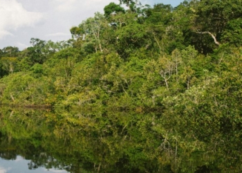 Amazon Rainforest Razed To Build Highway For UN Climate Summit