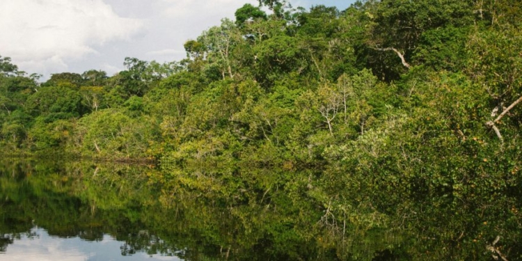 Amazon Rainforest Razed To Build Highway For UN Climate Summit