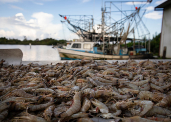 US Shrimpers Say Trump Tariffs Throwing Industry a Lifeline