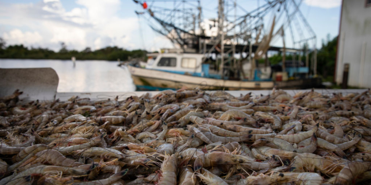 US Shrimpers Say Trump Tariffs Throwing Industry a Lifeline