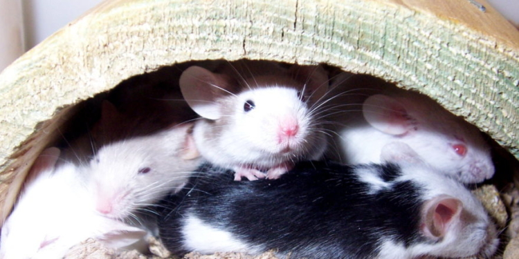 Ex-NIH Leader Repeats Denial That ‘Transgender Mice’ Experiments Ever Happened