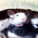 Ex-NIH Leader Repeats Denial That ‘Transgender Mice’ Experiments Ever Happened
