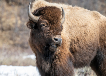 Florida Man Gored By Bison At Yellowstone National Park