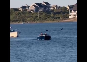 Video: Massive 20-Foot Shark Spotted Off Rhode Island Coast