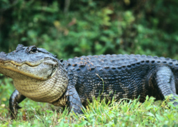 Environmental Groups Sue To Block ‘Alligator Alcatraz’ Detention Center