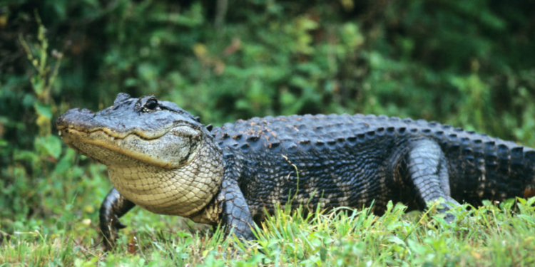 Environmental Groups Sue To Block ‘Alligator Alcatraz’ Detention Center