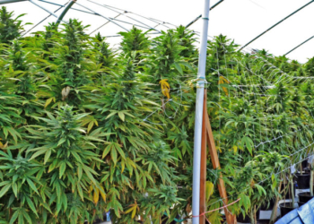 National Guard Joins DEA In California Desert To Bust Illicit Marijuana Grow