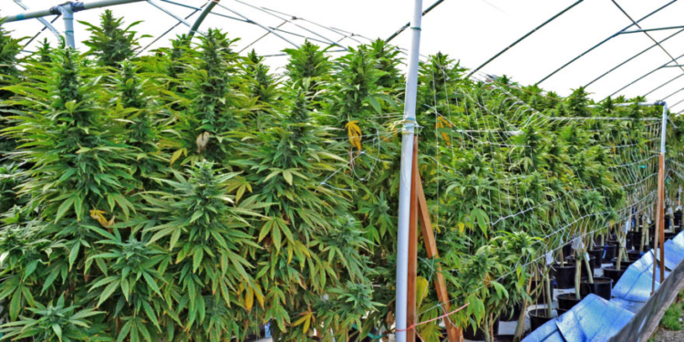 National Guard Joins DEA In California Desert To Bust Illicit Marijuana Grow