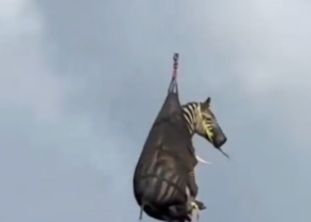 Runaway Pet Zebra Captured in Tennessee