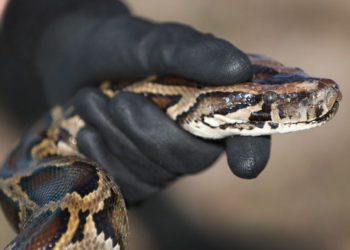 Robo-Bunnies Unleashed In Florida Everglades To Hunt Burmese Pythons