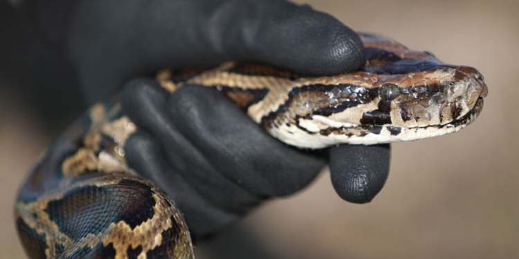 Robo-Bunnies Unleashed In Florida Everglades To Hunt Burmese Pythons