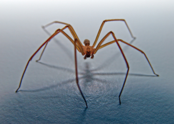 Father of Boy Found Dead in Spider-Filled Home Sentenced to 10 Years in Prison