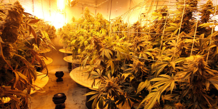 Dems Appear Confused Over Raid At Marijuana Farm Run By Illegal Migrant Children