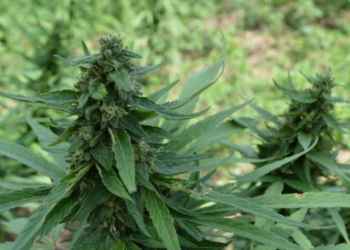 President Of ICE-Raided Pot Farm Doled Out Thousands In Donations To Newsom, Dems