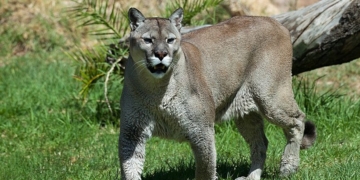 REPORT: Father Praised As ‘Hero’ After Mountain Lion Attacks Child At National Park