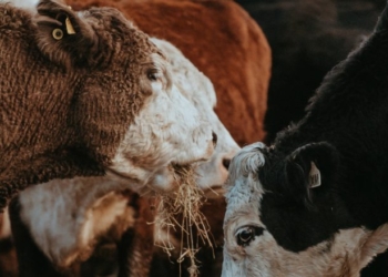 Trump Admin Ramps Up Fight Against ‘Flesh Eating Parasite’ Threatening US Cattle Industry