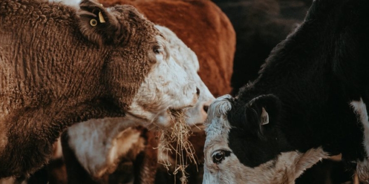 Trump Admin Ramps Up Fight Against ‘Flesh Eating Parasite’ Threatening US Cattle Industry