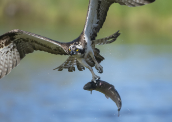 Brush Fire Sparked After Bird Drops Fish on Powerlines