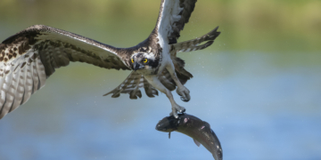 Brush Fire Sparked After Bird Drops Fish on Powerlines