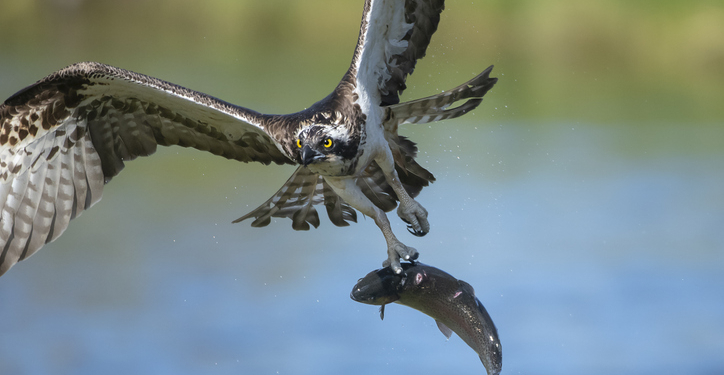 Brush Fire Sparked After Bird Drops Fish on Powerlines
