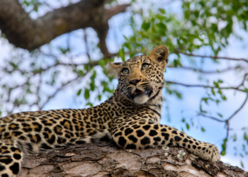 Zookeeper Mauled to Death After Leopard Escapes Enclosure