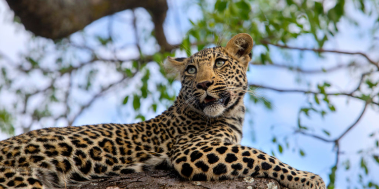 Zookeeper Mauled to Death After Leopard Escapes Enclosure