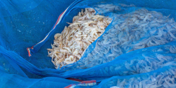 Frozen Shrimp Recalled for Possible Radioactive Contamination