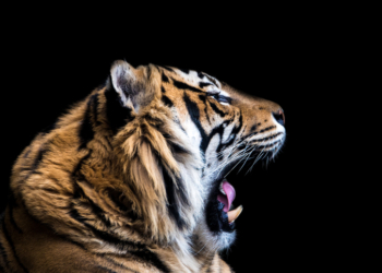 Zoo Asks People to Donate Pets to Feed Large Predators